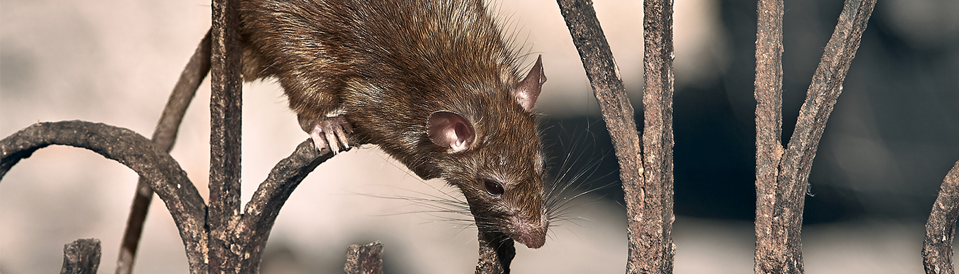 Latest pest management news and updates professional pest controller magazine BPCA